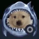 sharkdog
