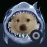sharkdog