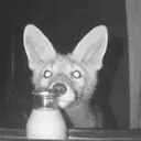 motionfox