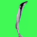 FIN