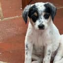 PUP