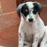 PUP