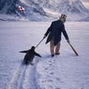 为企鹅伸张正义