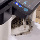 copycat