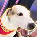 KERMIT