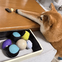 DOOOOOOOOG