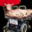 Kiki