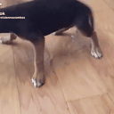 PISSDOG