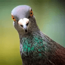 PGEON
