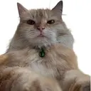 WAZOWSKY