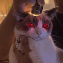 devilcat