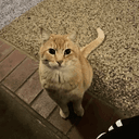 CHEETO