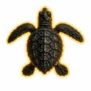 TURTLES