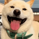 ハクちゃ