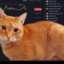 giant cat
