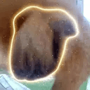 Pnuts