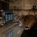 RAT