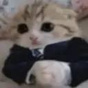 suitcat