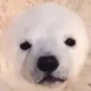 ber
