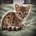 TIGGER