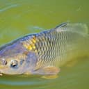 CARP