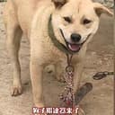 木棍狗