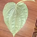 PAN