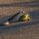 Bullfrog