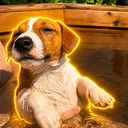 VIBEDOG