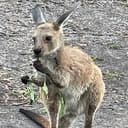 Kanga