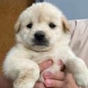 dug