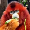 川金丝猴