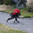 Jimothy
