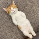 Diecat