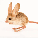 jerboa