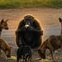 Chimpanzee
