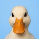 RDUCK