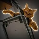 deadcat