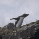Rockhopper