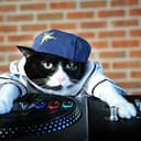 DJCAT
