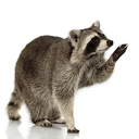 AlphaRaccoon