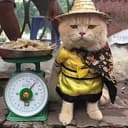 marketcat