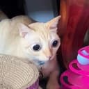 Holymeow