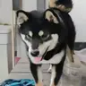 黑皮