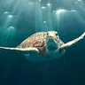 TURTLE POWERED
