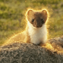 Stoat