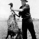 EMU