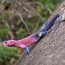 Agamidae