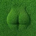 Grass