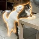 Goonercat